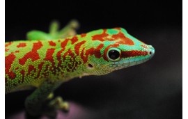Gecko géant de Madagascar (Phelsuma madagascariensis (grandis))